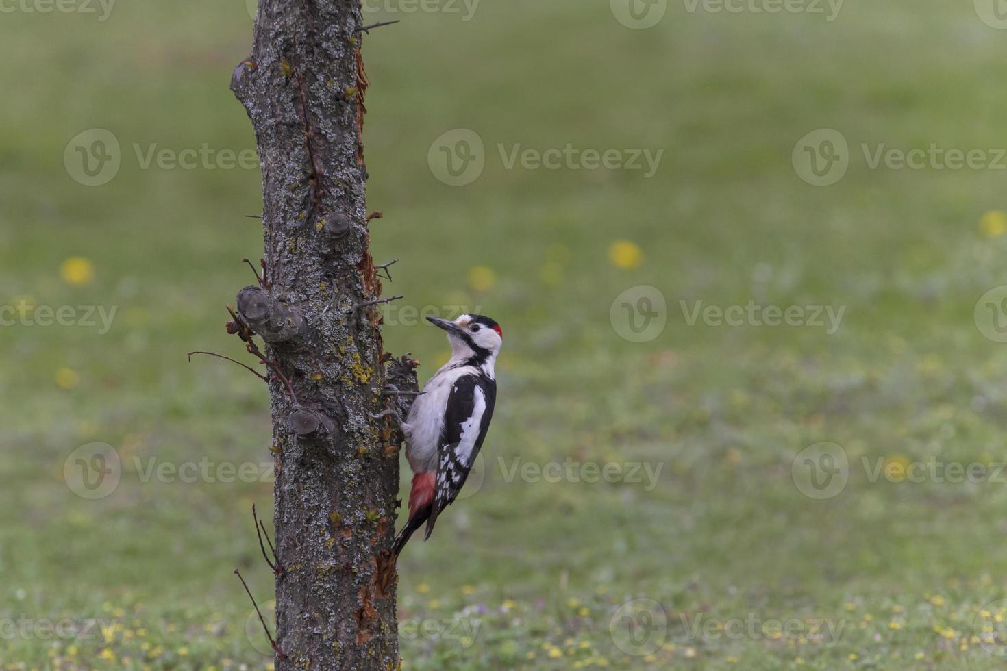 pica-pau sentado em tronco do árvore contra verde Relva foto