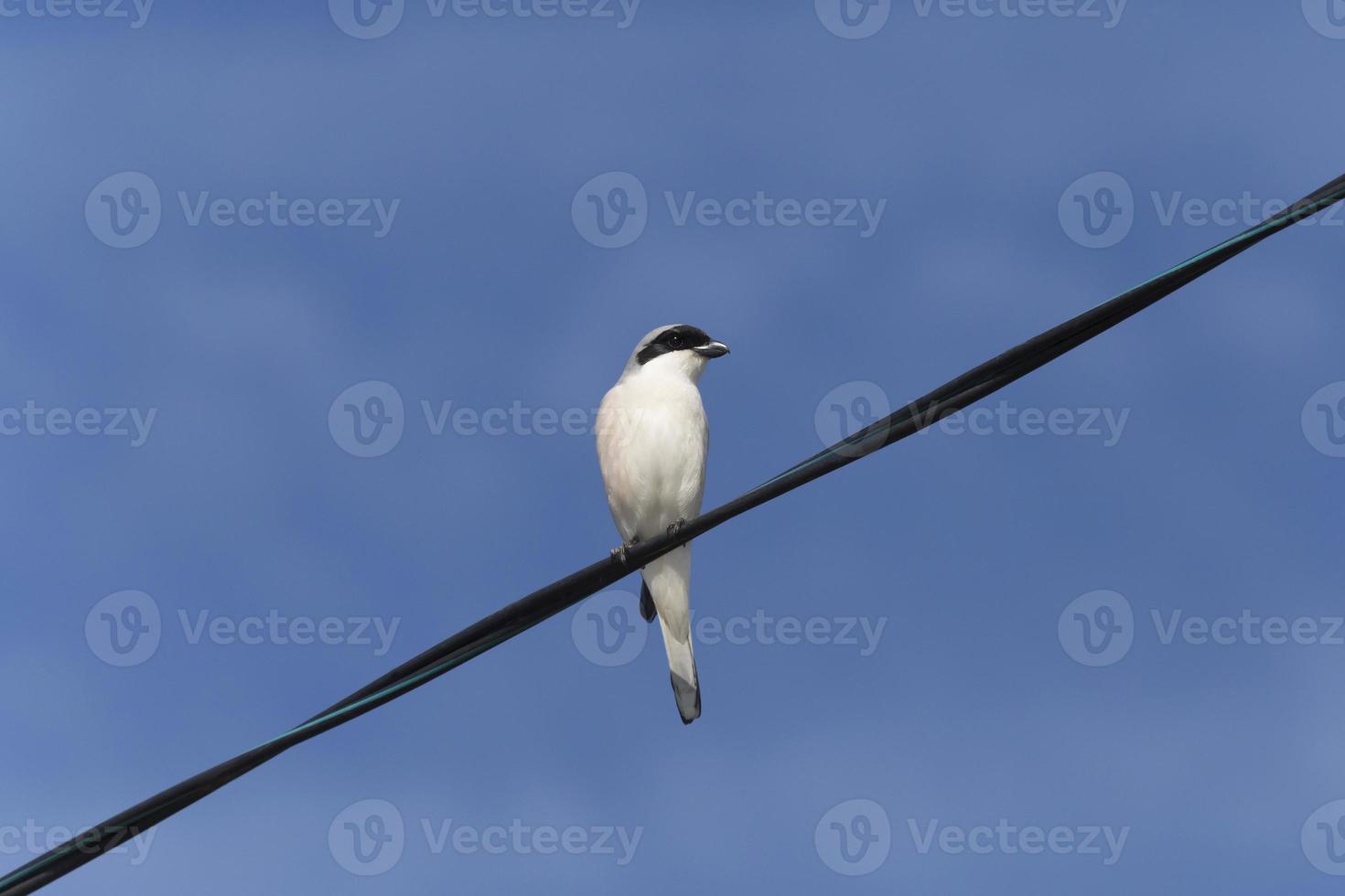 picanço sentado em fio contra azul céu foto