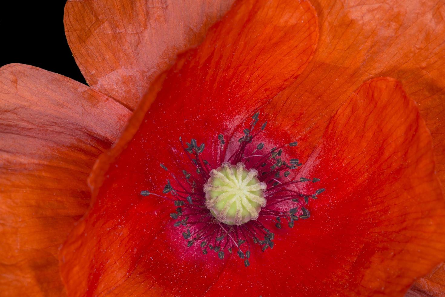 fechar acima do vermelho papoula florescendo foto