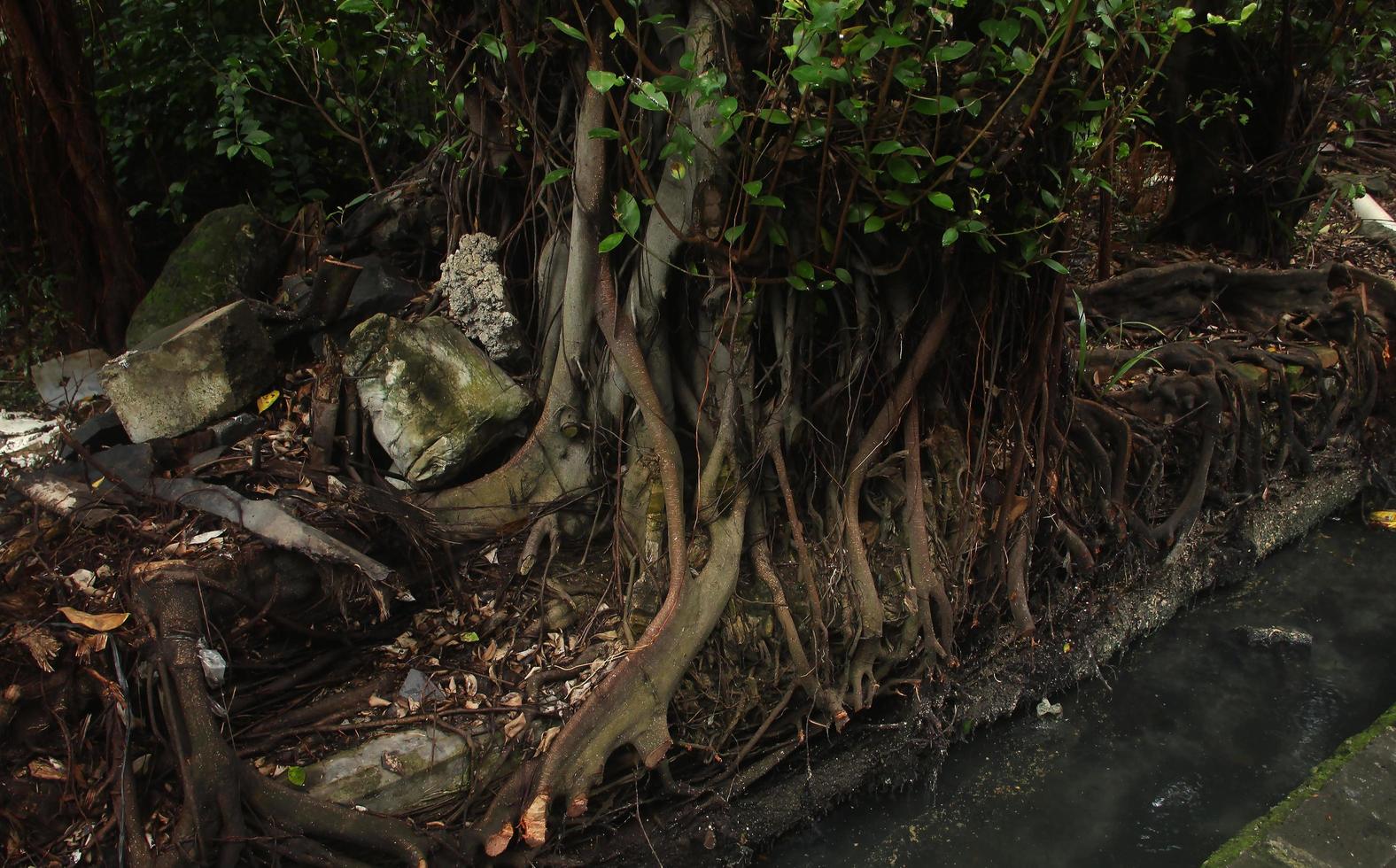 natural botânico plantar grande árvore selva natureza temático foto isolado em panorama modelo. grande raiz indo baixa para drenagem esgoto rio via fluvial com muitos grande e pequeno raízes.