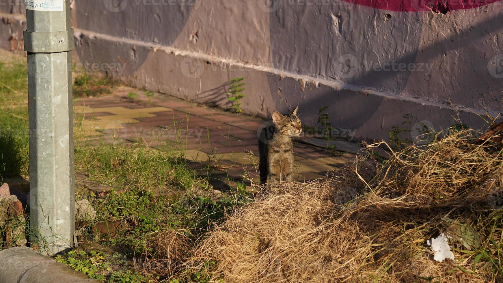 selvagem gato encarando a parte, de lado imagem foto