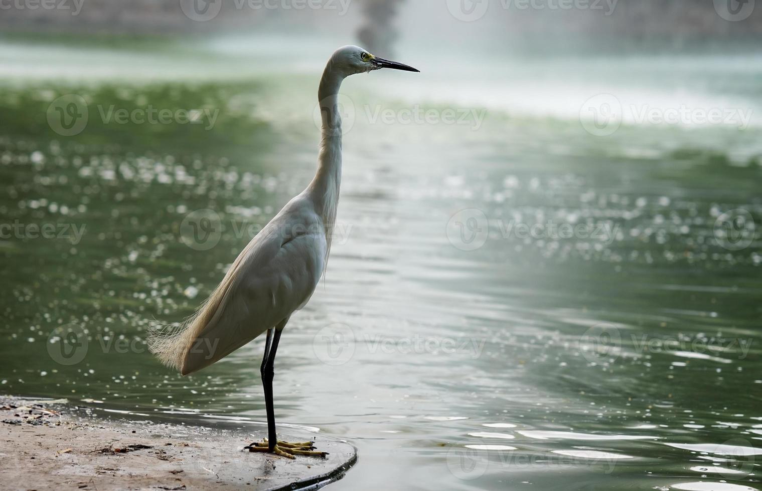 uma branco garça em pé de a da água Beira foto