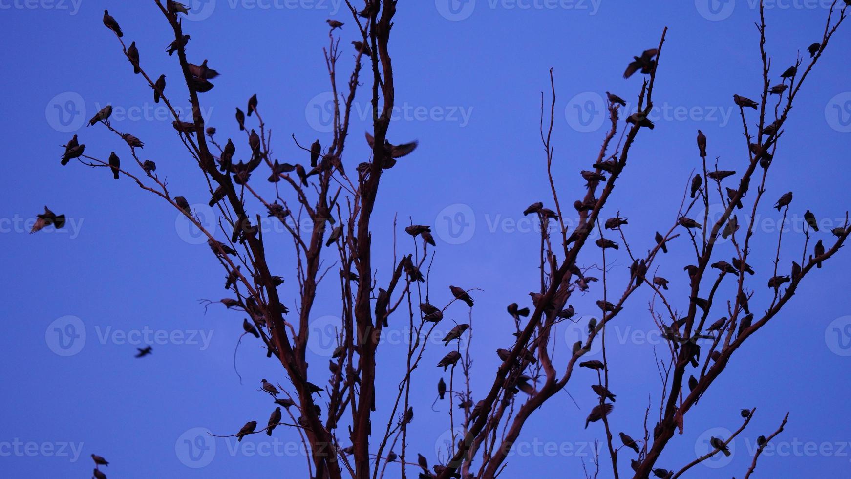 uma Corvo do pombos e corvos em uma árvore ramo foto