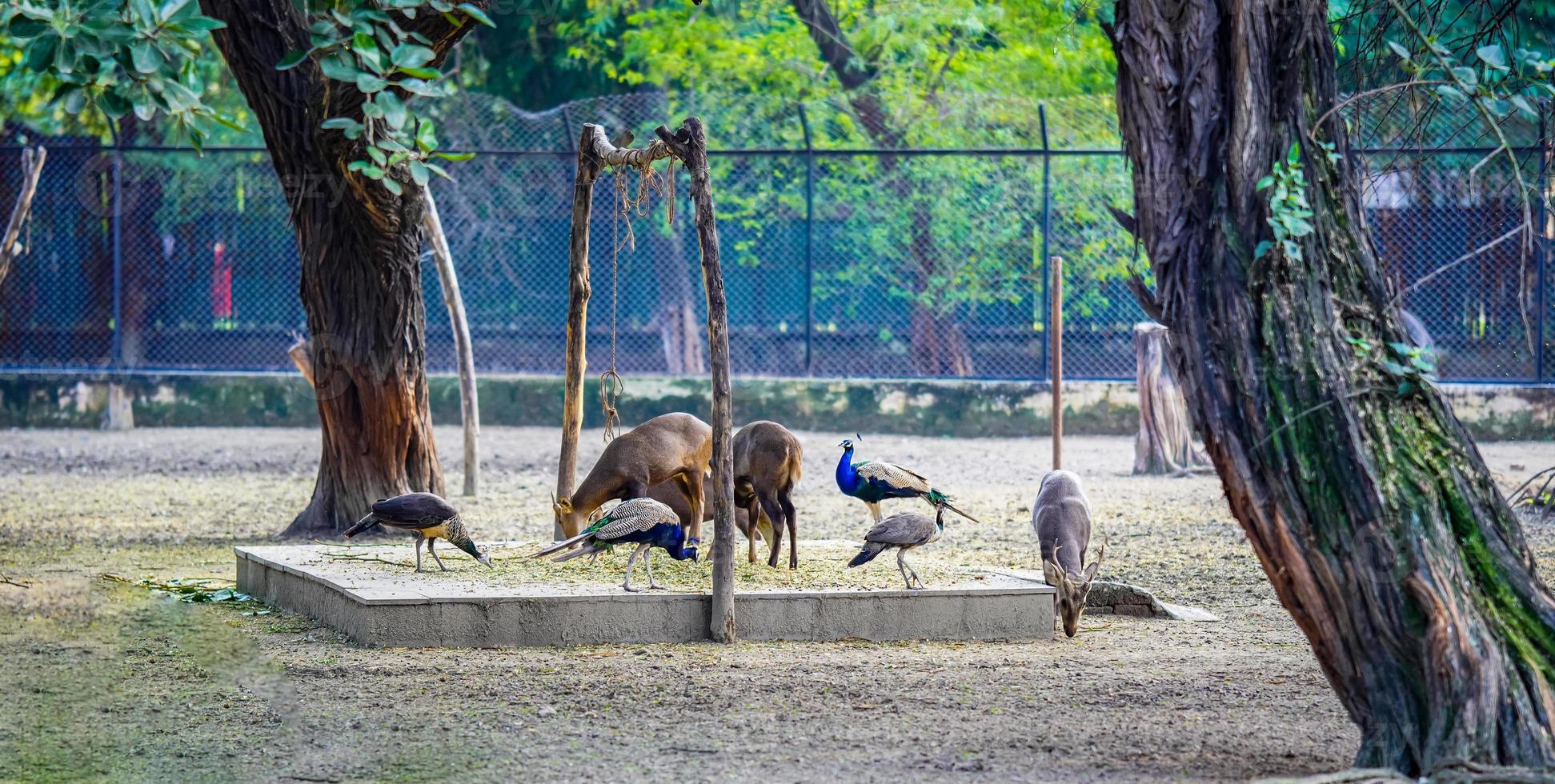 pavão e veado em pé juntos dentro uma rebanho foto