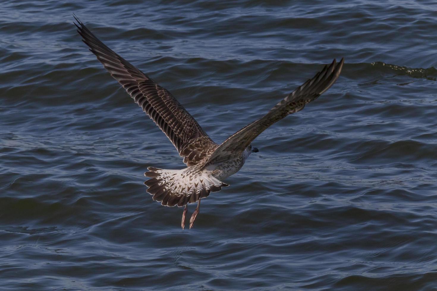 gaivota vôo Fora acima azul mar água foto