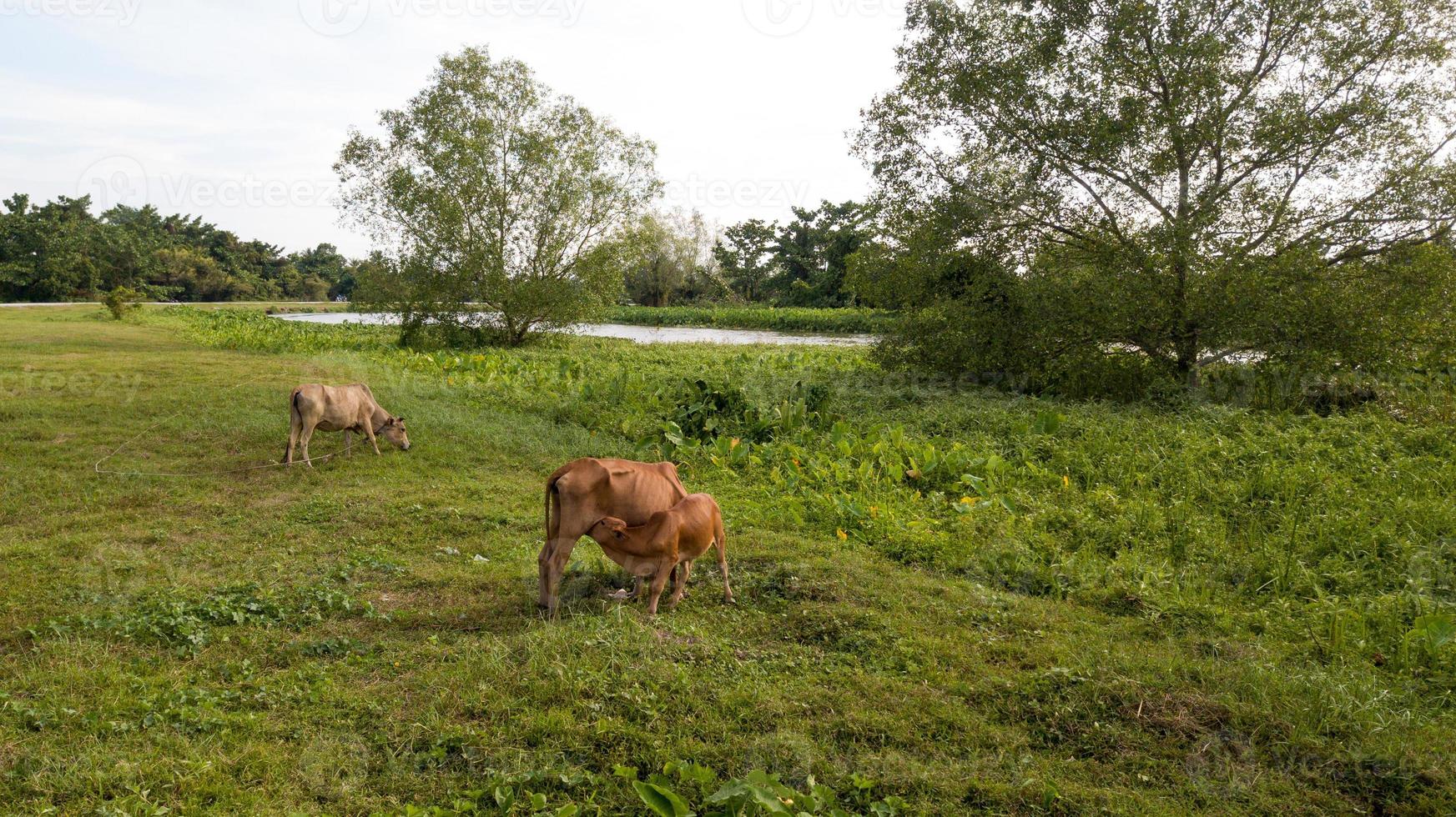 uma vaca alimentação leite para gado foto