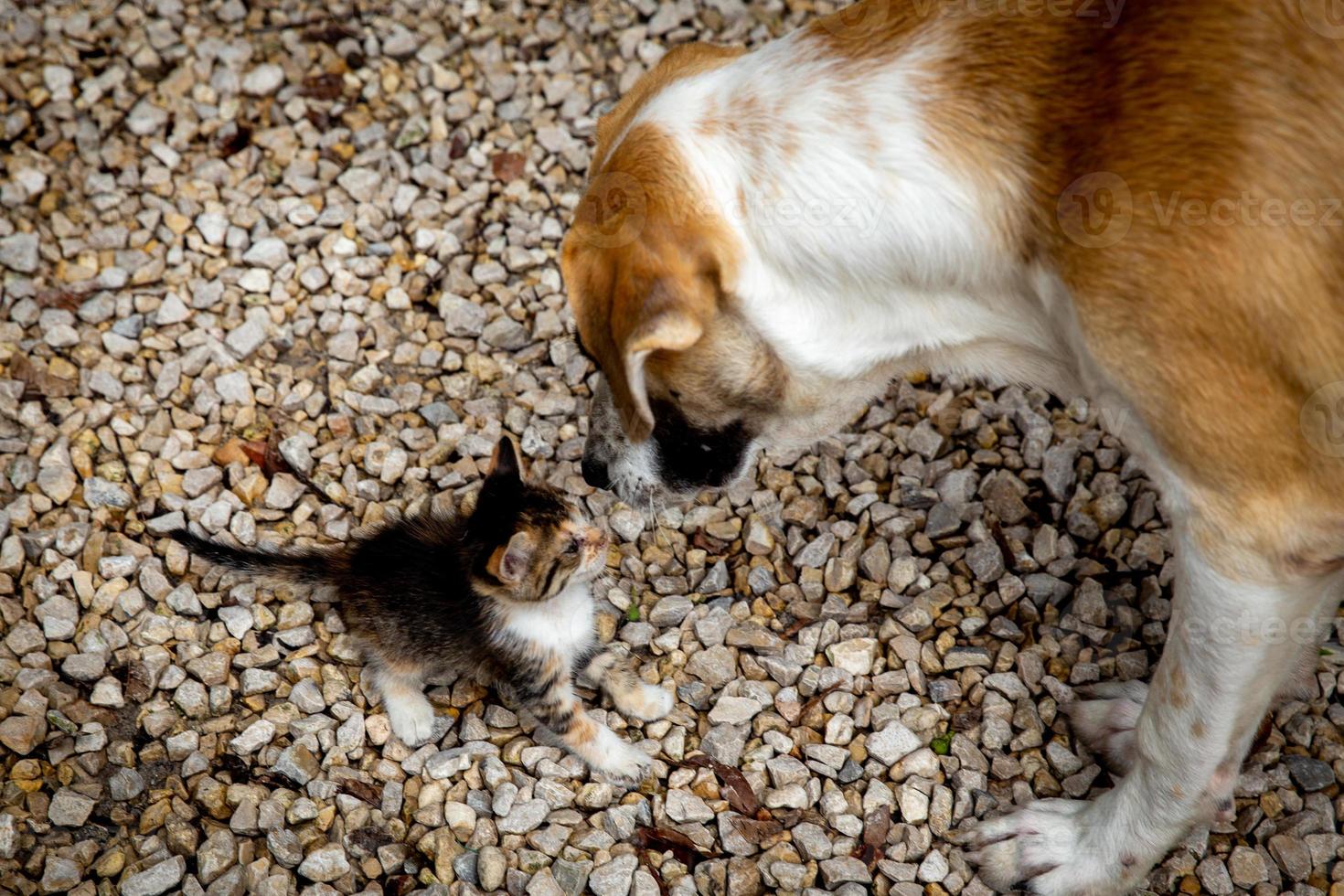 cachorro e gatinho cheirando cada de outros foto