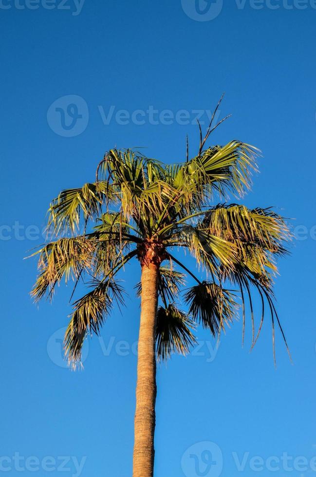 palmeiras tropicais foto