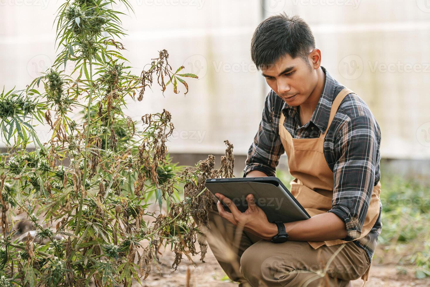 retrato de desapontado pesquisador de maconha de homem asiático verificando plantação de maconha em fazenda de maconha, cannabis agrícola de negócios. negócio de cannabis e conceito de medicina alternativa. foto