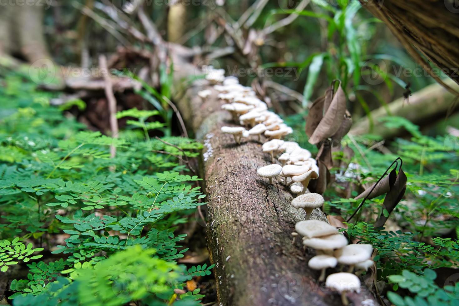 anse principal natureza trilha, cogumelo em apodrecendo ramo foto