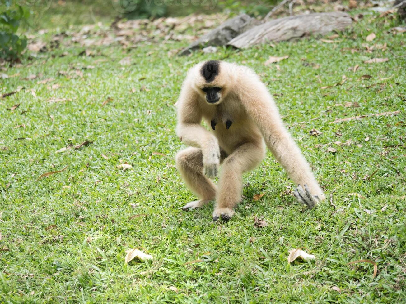 macaco dentro a jardim zoológico foto