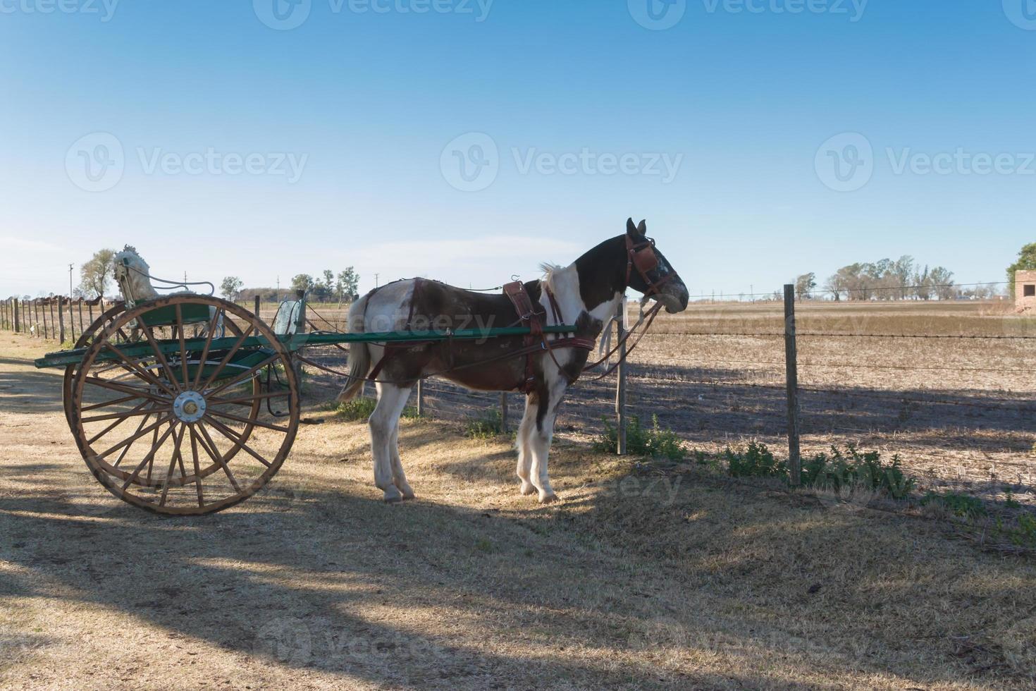 cavalo com aborrecido dentro a pampa Argentina foto