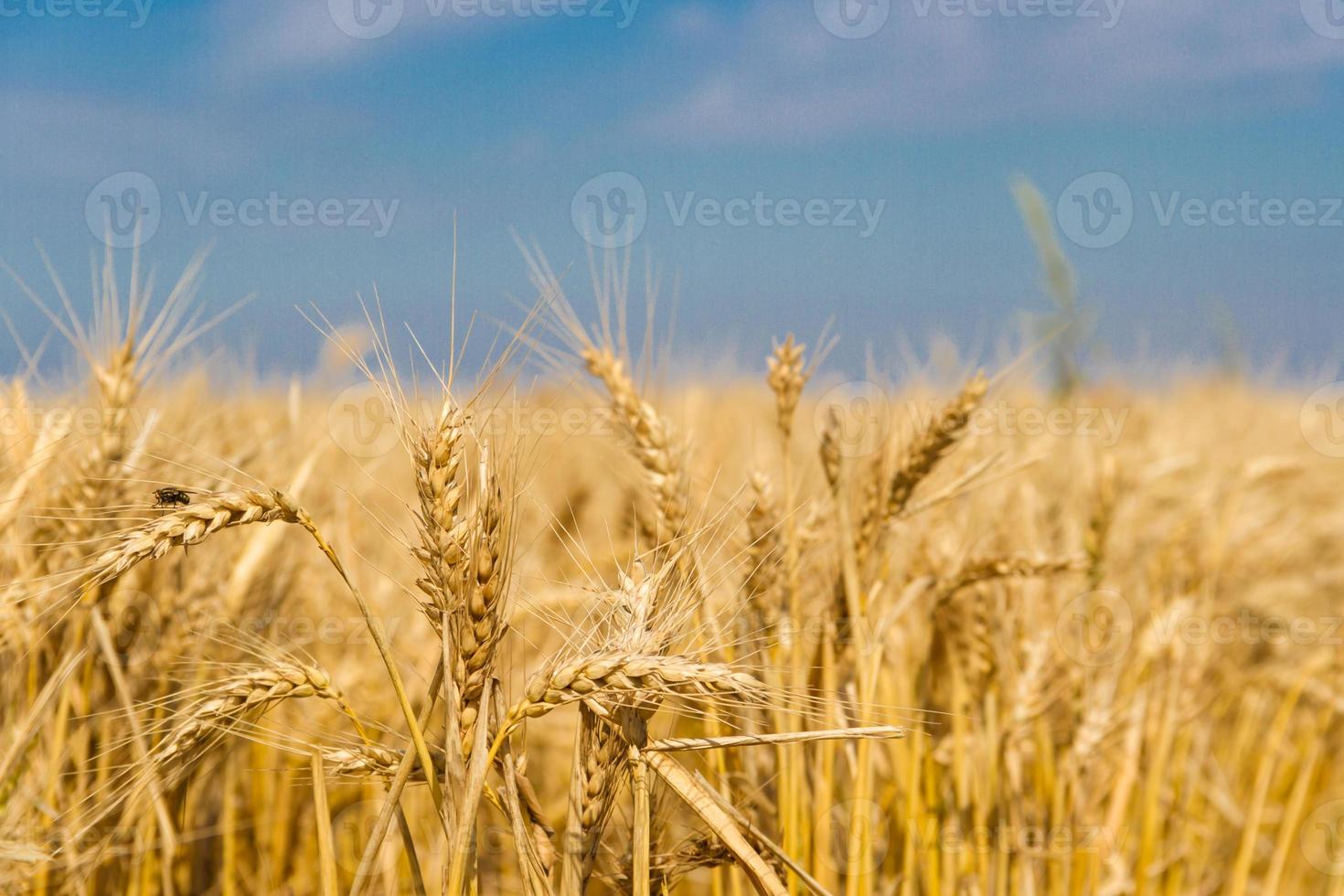 dourado trigo de a Sol dentro a campo foto