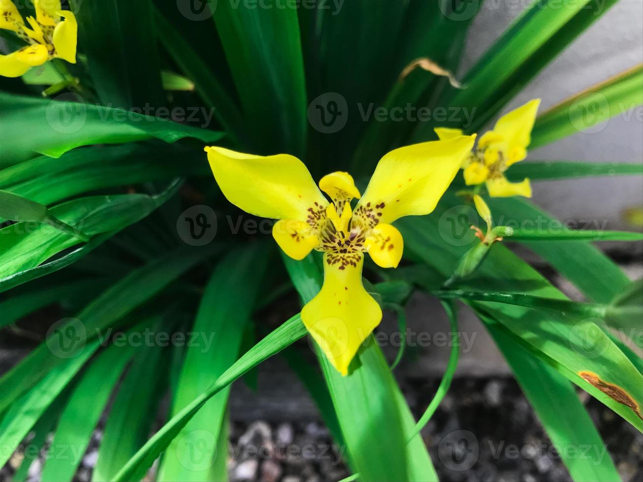 trimézia flor ou trimézia martinicensis a partir de iridaceae família. s foto