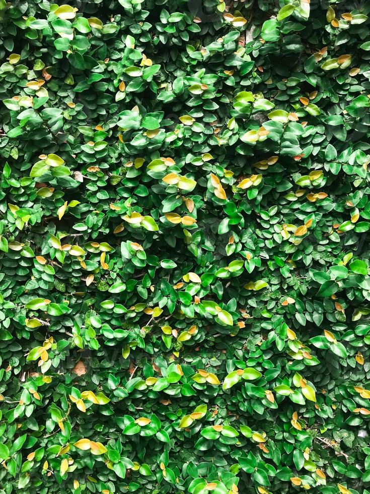 beringin dolar ou ficus microcarpa verde ilha folhas, folha textura fundo foto