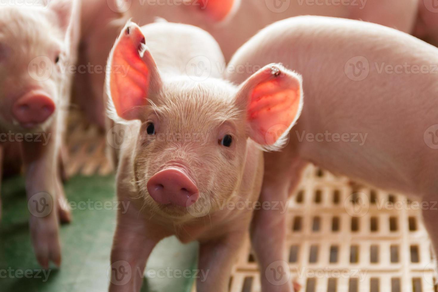 porco incubatório para porco carne consumo dentro a campo foto
