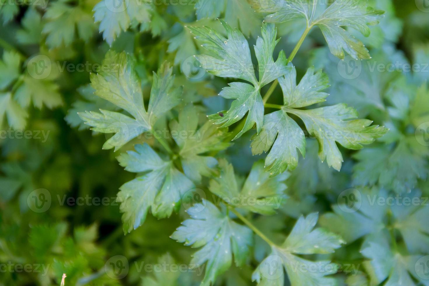 verde folhas do fresco orgânico salsinha a partir de a jardim foto