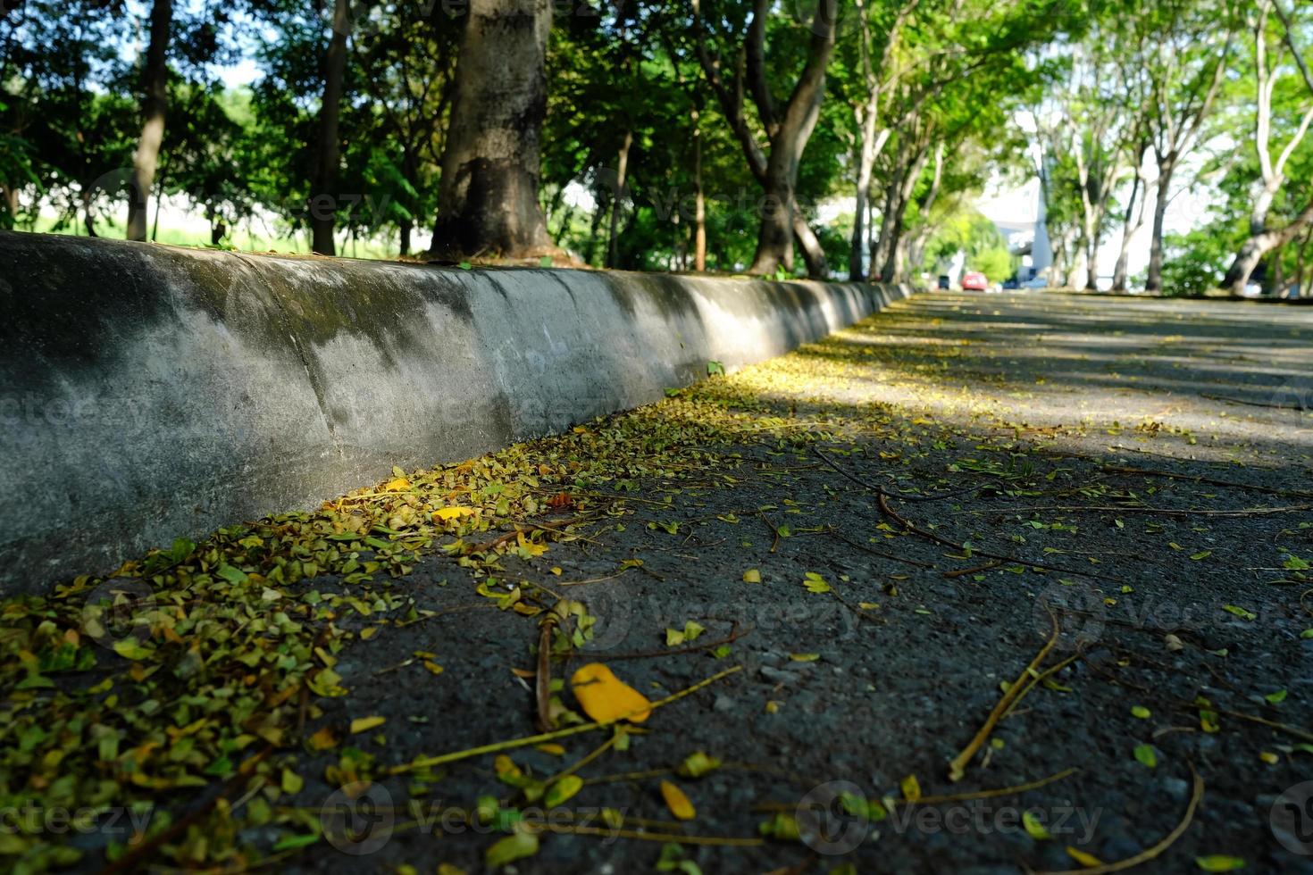 amarelo queda folhas em asfalto estrada dentro a parque. foto