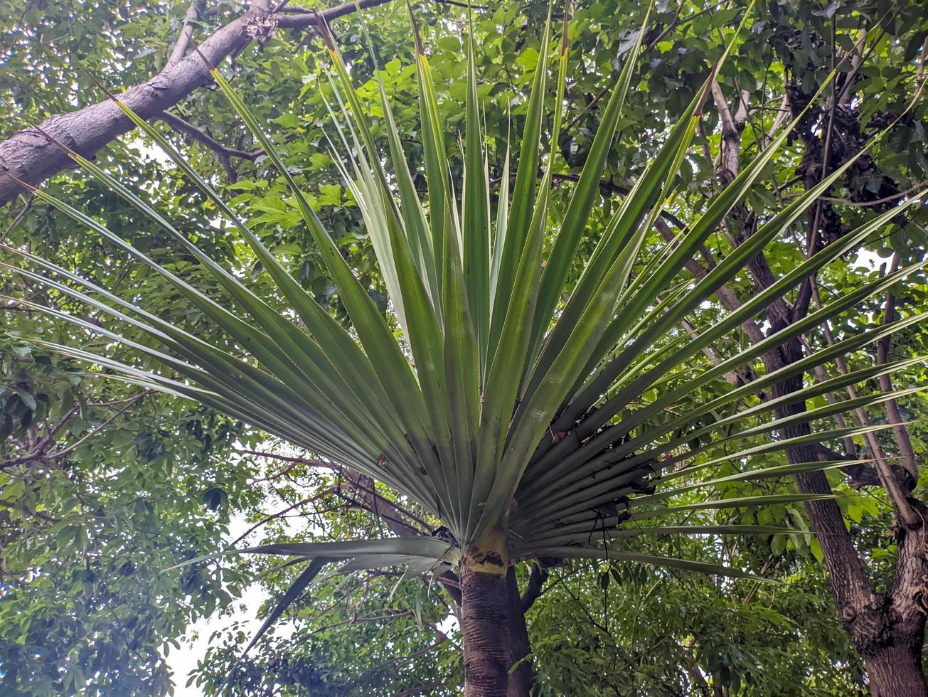 uma fechar acima do pandano utilis folhas foto