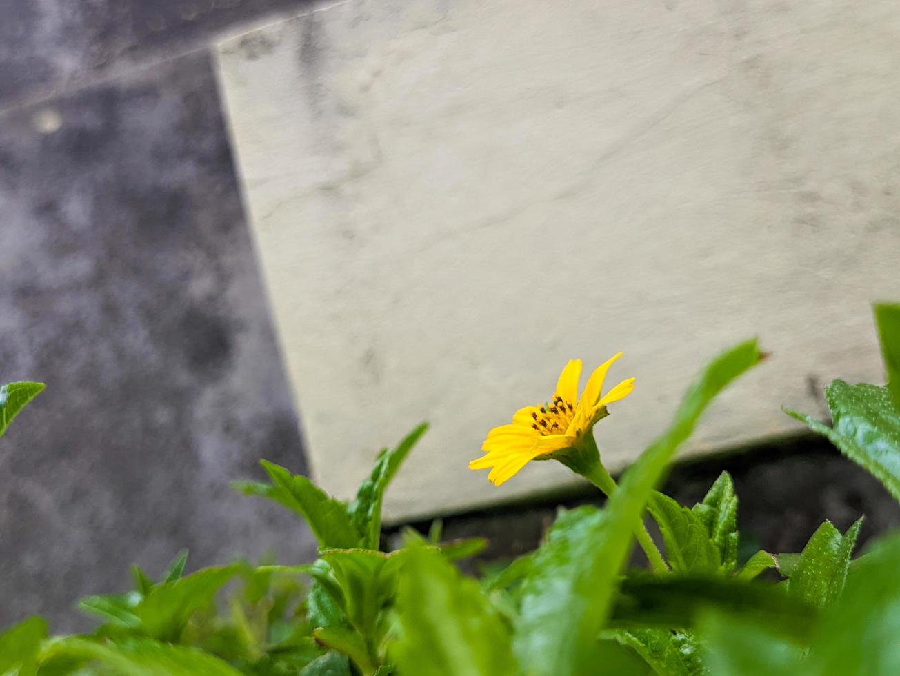 uma fechar acima do sphagneticola trilobata flor foto