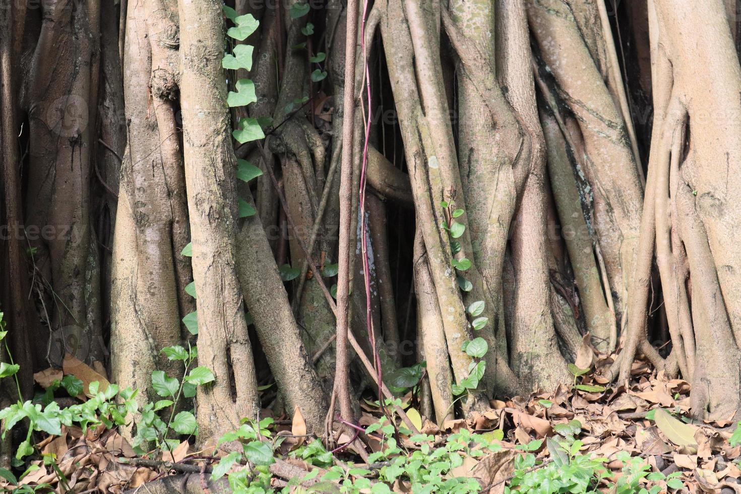 artístico banyan raiz faz muitos galhos foto