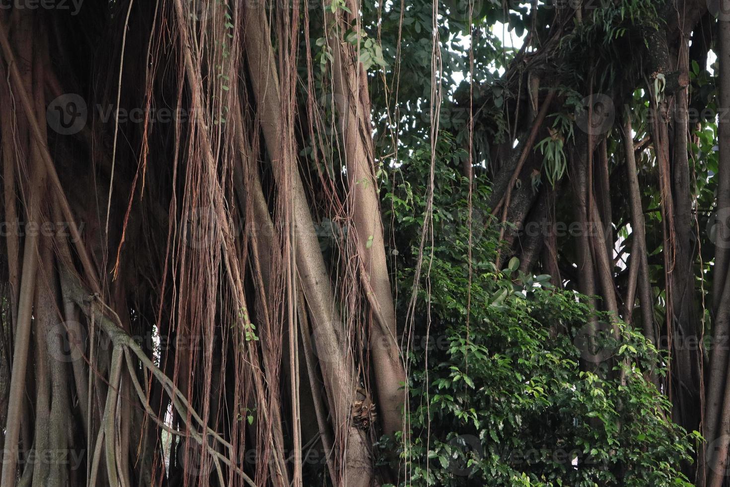 artístico bayan raízes ou ficus raízes foto