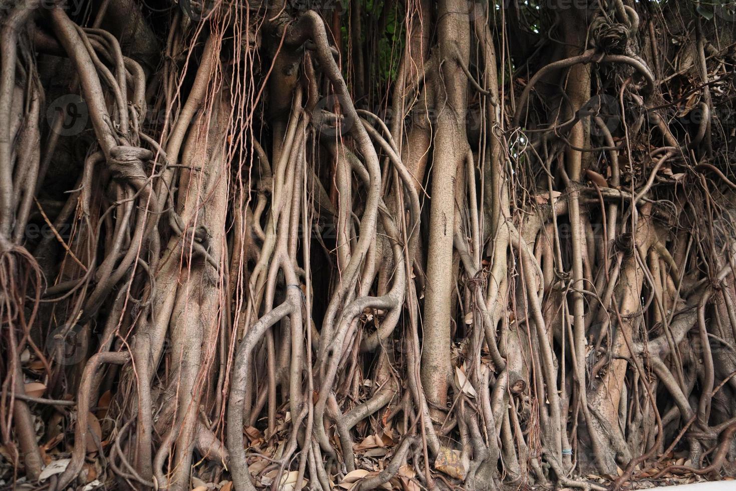 artístico bayan raízes ou ficus raízes foto