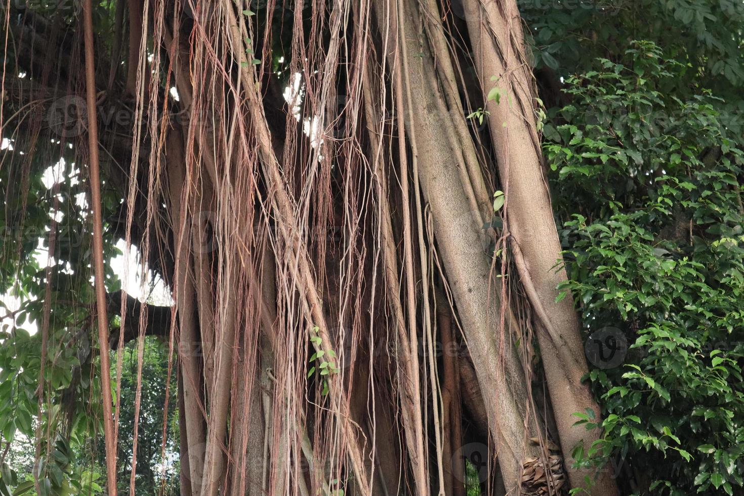 artístico bayan raízes ou ficus raízes foto