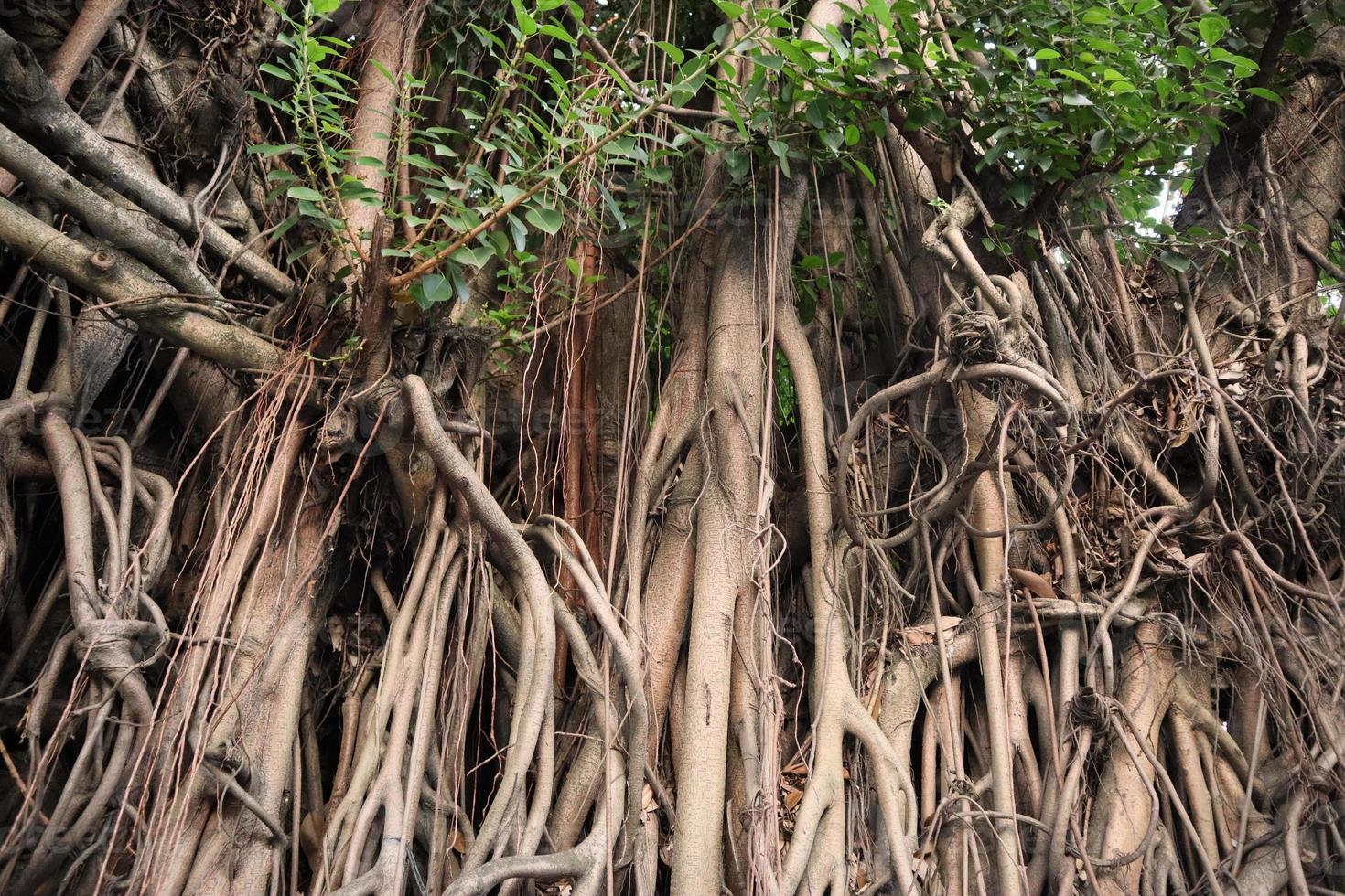 artístico bayan raízes ou ficus raízes foto