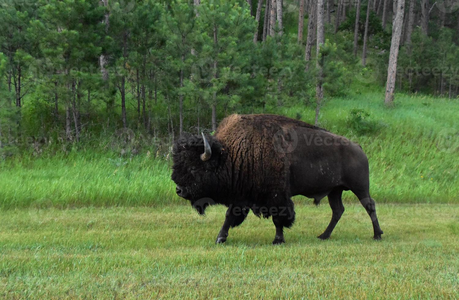 americano búfalo Meandros de bosques dentro sul Dakota foto