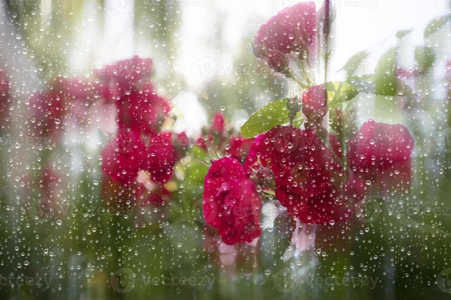 vermelho rosas atrás vidro, coberto com pingos de chuva. foto