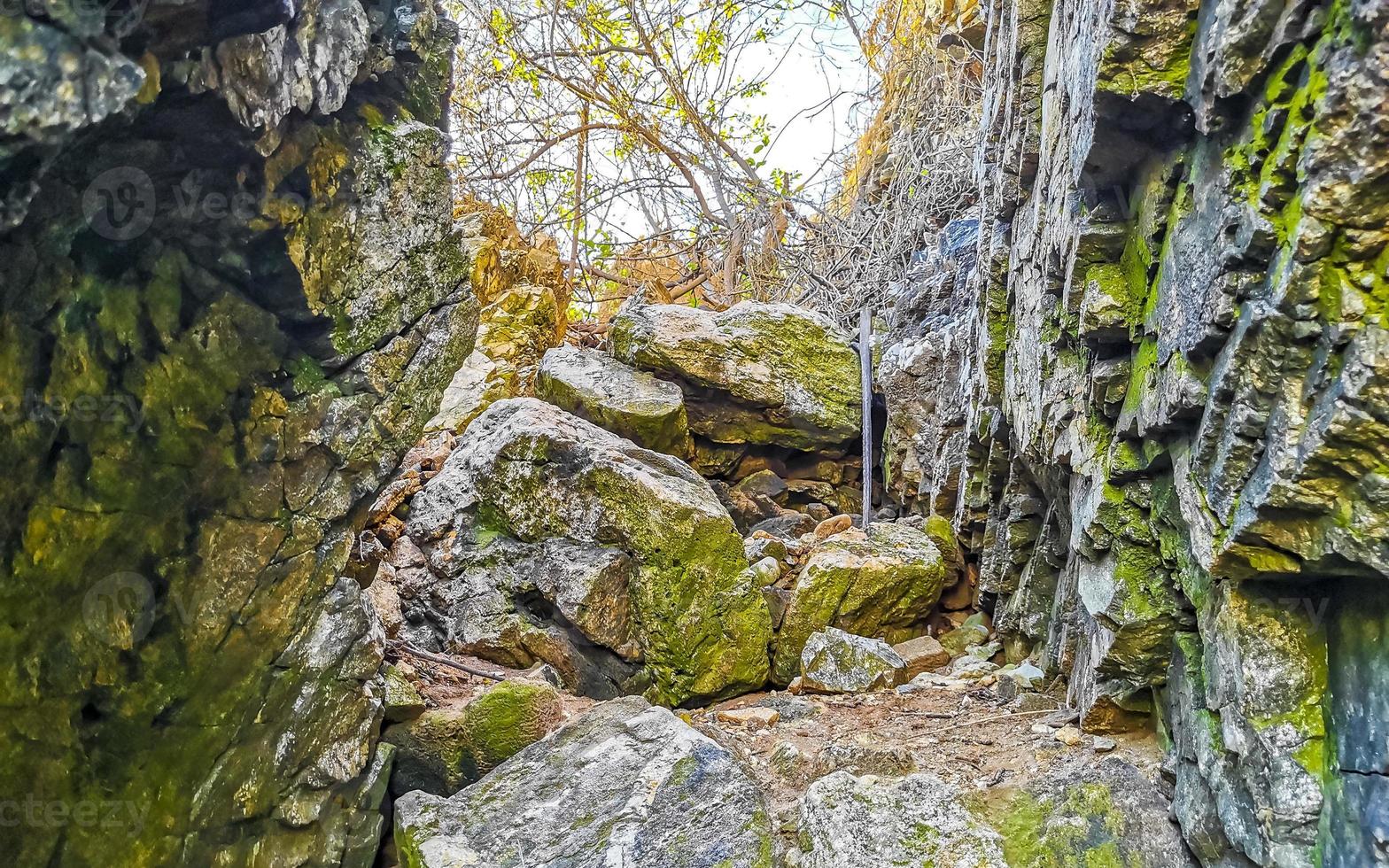 pedras falésias cheio com natureza plantas árvores arbustos flores cactos. foto