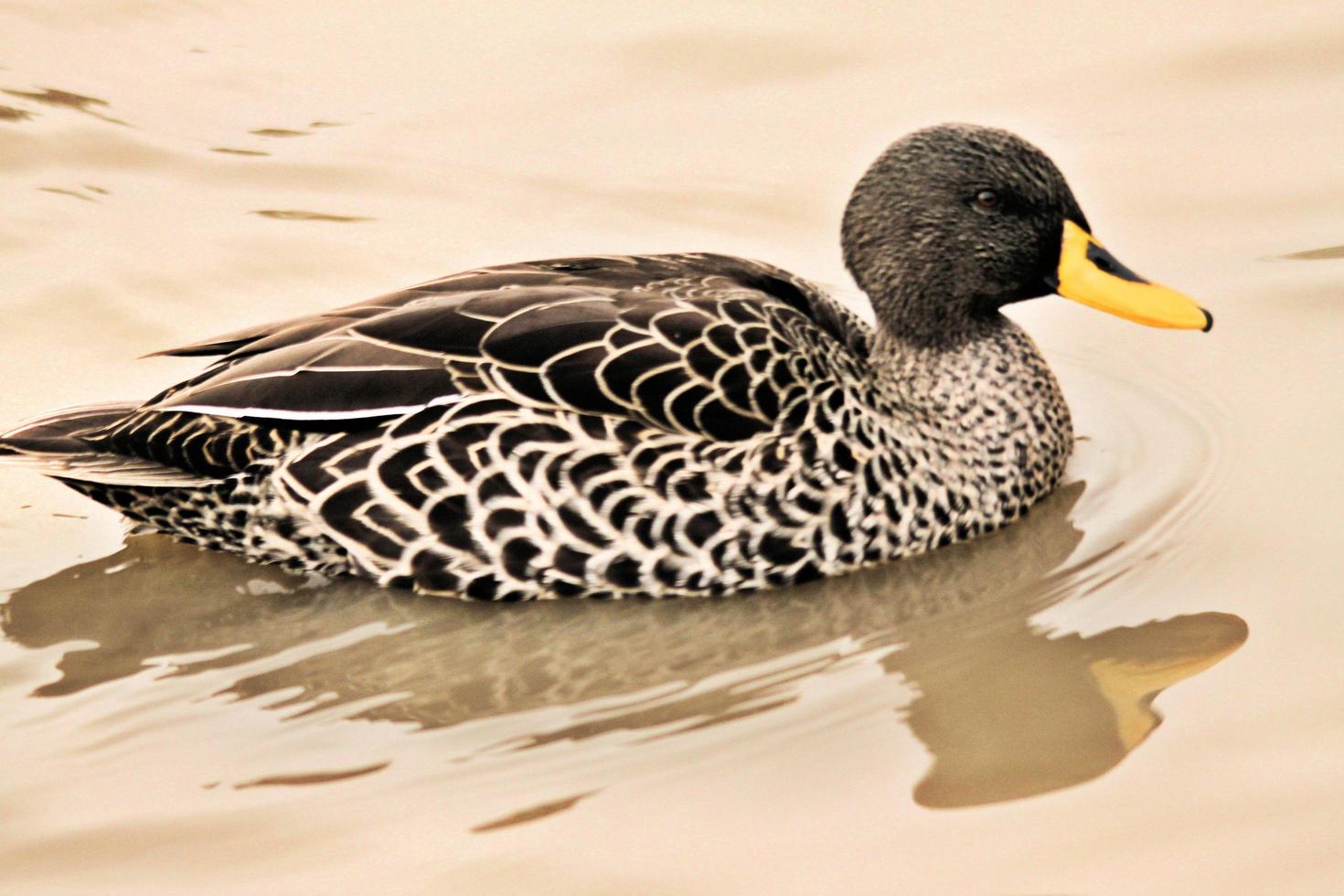 um close-up de um pato de bico amarelo foto