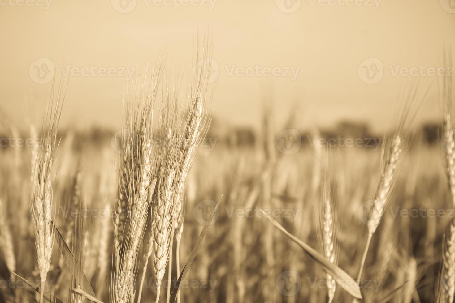 imagem de grãos de cevada crescendo em um campo foto