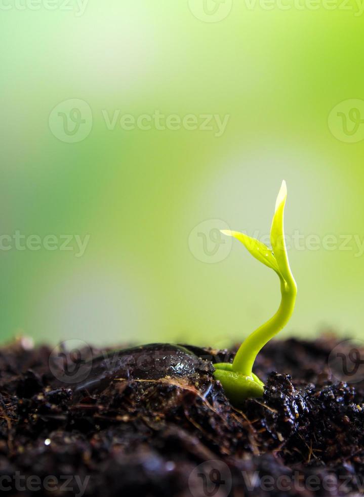 folhas de broto de planta jovem semeando na floresta foto