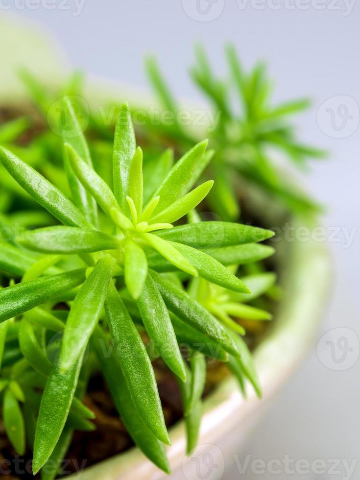 suculenta planta de pedra, detalhe de folhas frescas de sedum angelina foto