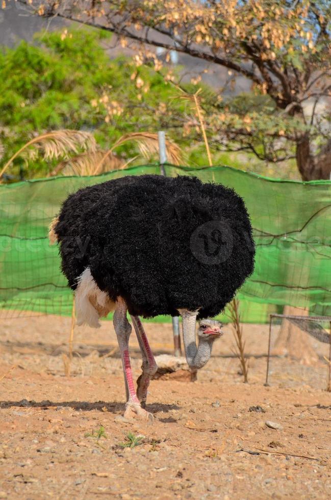 avestruz procurando para Comida foto