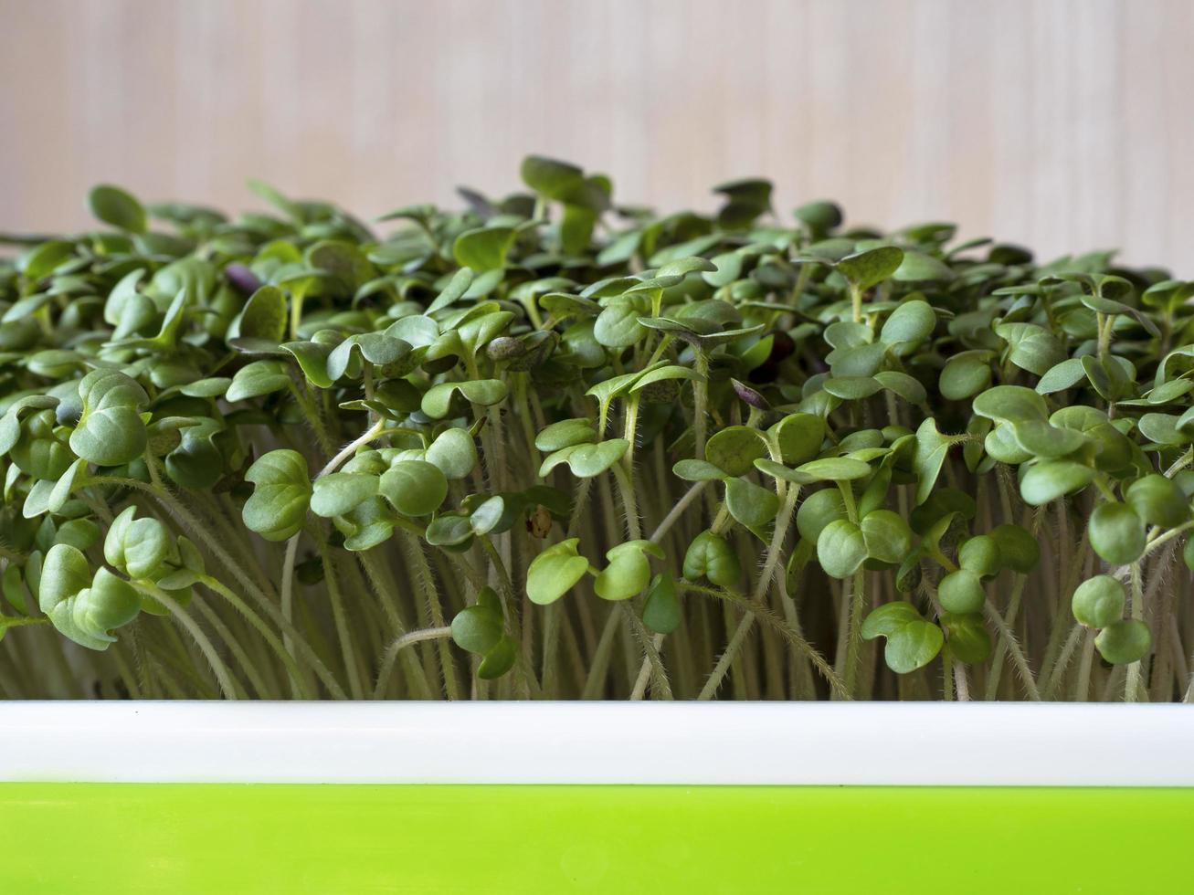 fechar-se do brócolis microgreens crescendo dentro uma plástico bandeja foto