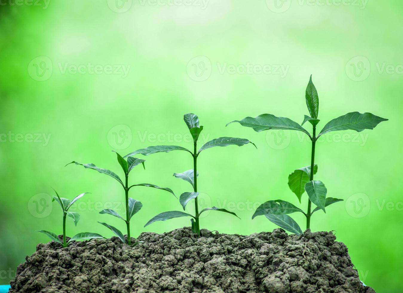 fresco verde plantas crescendo degrau de degrau foto