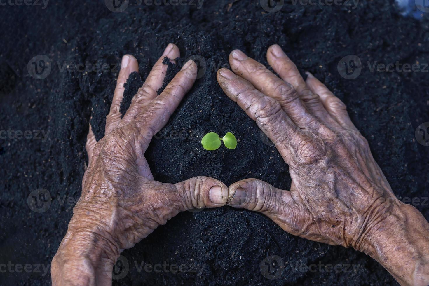 mulher Senior mãos mostrar lindo pequeno verde árvore plantas ou jovem plantas preparando para plantio dentro abundância solo para agricultura. Cuidado do ambiente. ecologia conceito foto