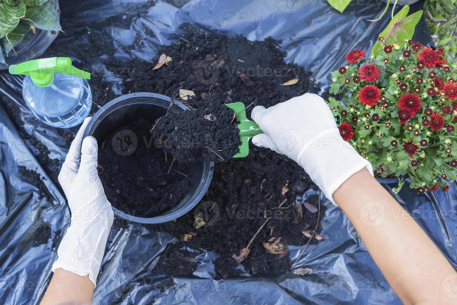 mãos segurando abundância solo para agricultura ou preparando para plantar dentro uma Preto vaso de flores. teste solo amostras em mãos com solo terra fundo. sujeira qualidade e agricultura conceito. foto