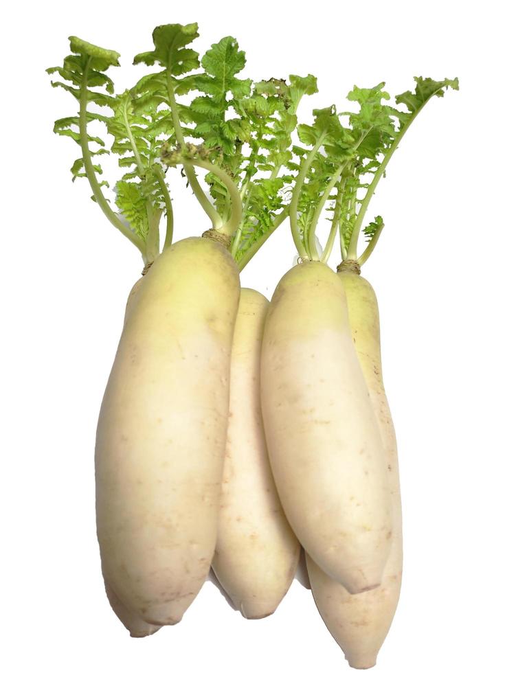 branco rabanete ou daikon isolado dentro branco fundo foto