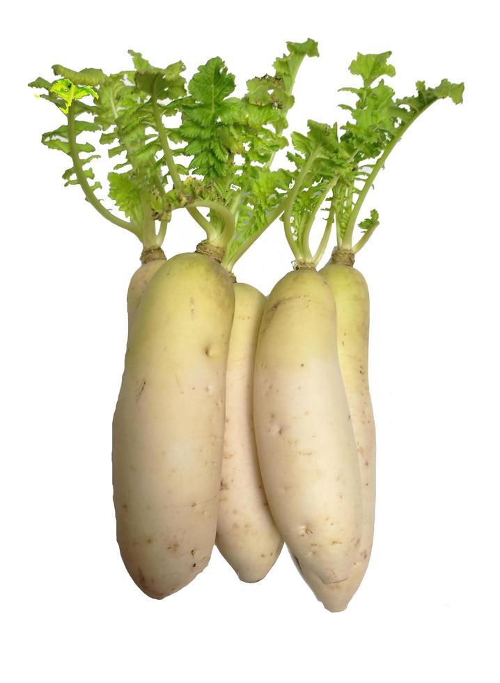 branco rabanete ou daikon isolado dentro branco fundo foto