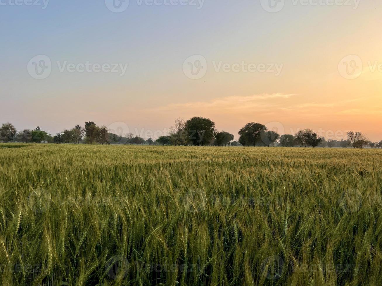 verde trigo campo assobiar, trigo Farelo Campos e trigo dentro uma Vila foto