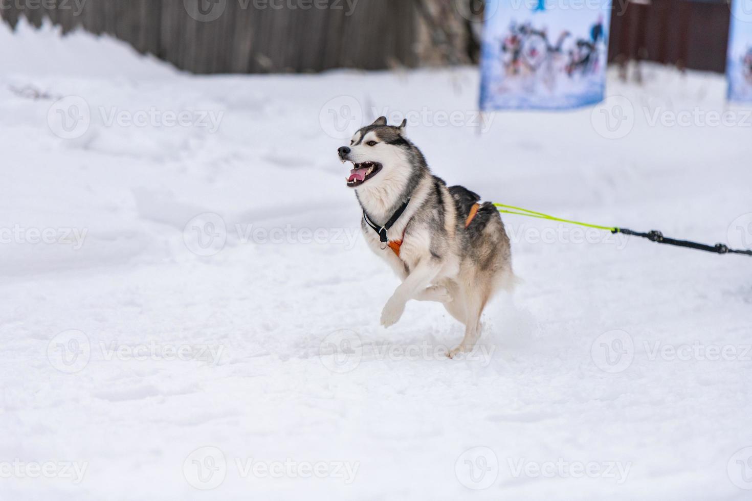 corrida de cães de trenó. equipe de cães de trenó husky no arnês corre e puxa o motorista do cão. competição de campeonato de esporte de inverno. foto