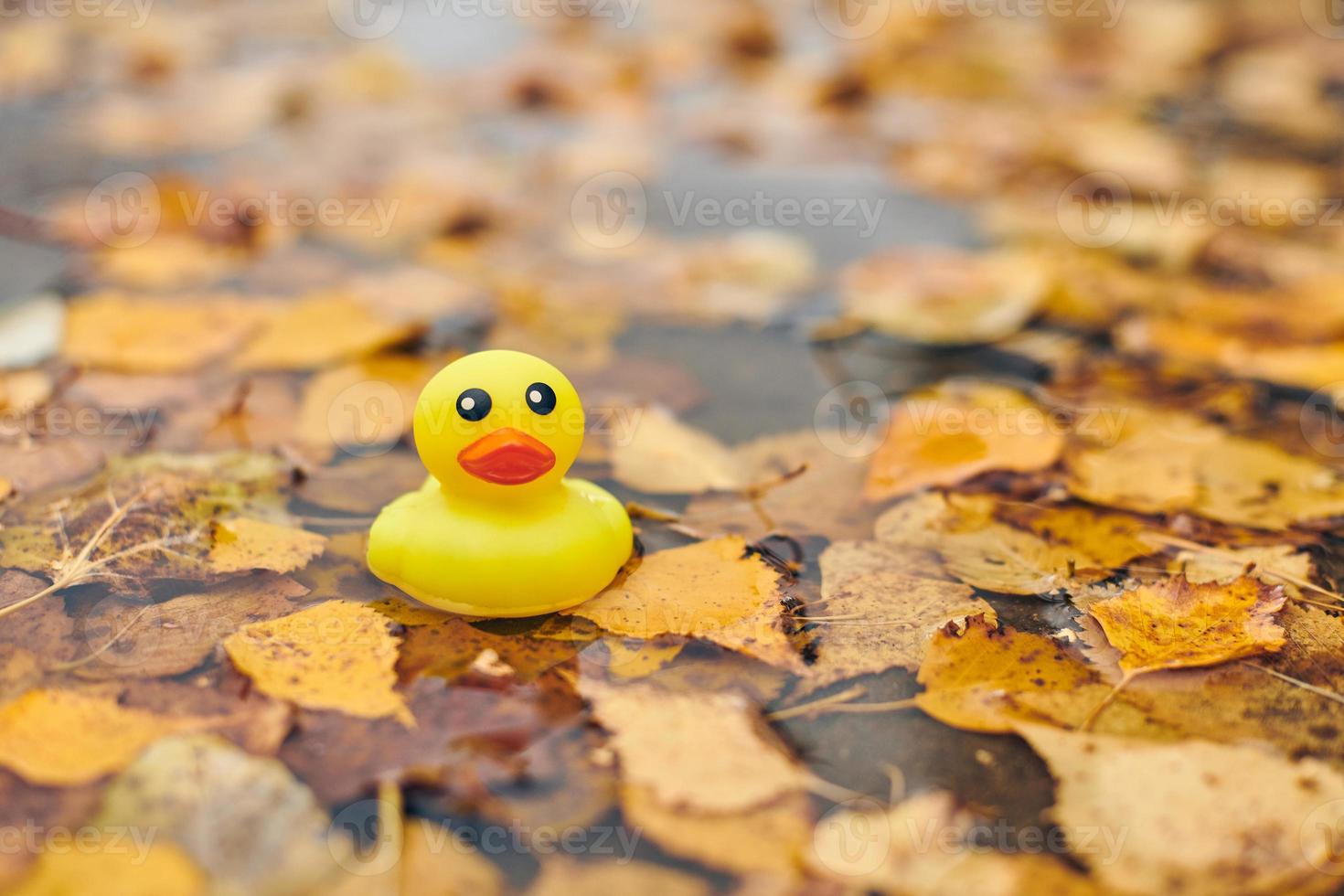 brinquedo de pato outono na poça com folhas foto