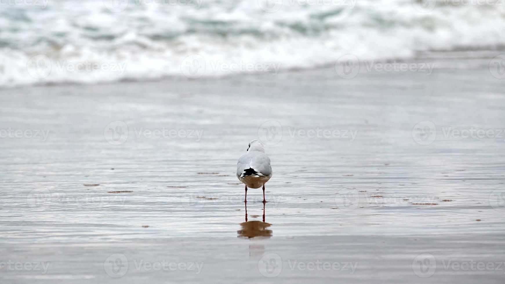 gaivota de cabeça preta na praia, mar e fundo de areia foto