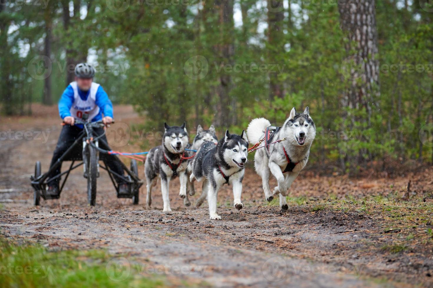 carting cachorro mushing raça foto