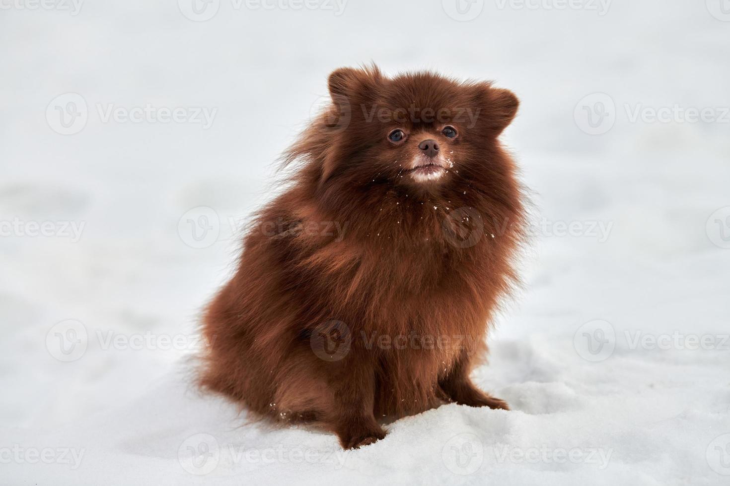 feliz cão spitz da Pomerânia no inverno caminhando ao ar livre retrato em tamanho real bonito spitz de chocolate foto