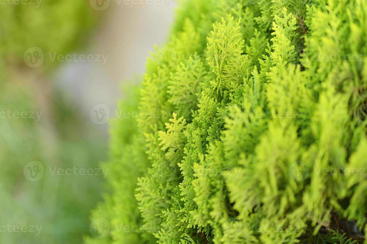 fundo de folhas verdes lindas de natal de árvores de thuja foto